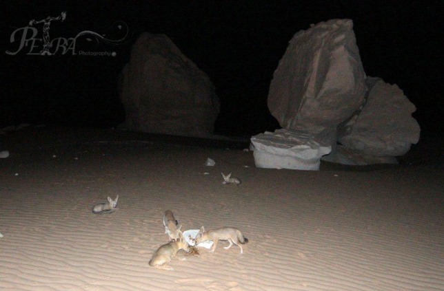 Foxes in White Sahara